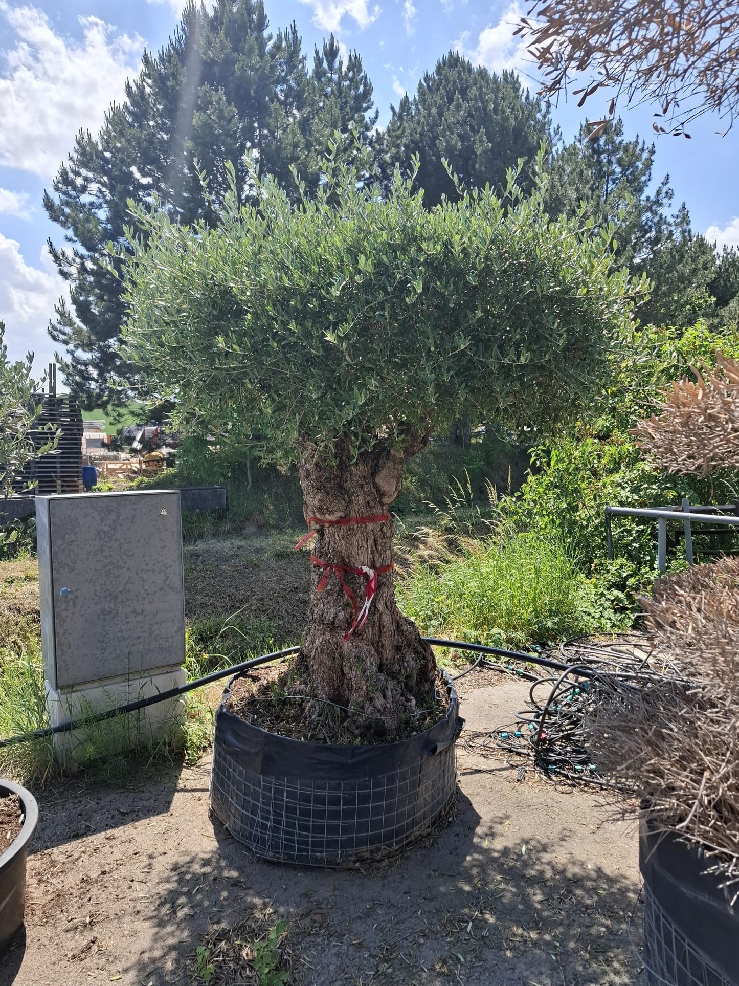 Olivenbaum