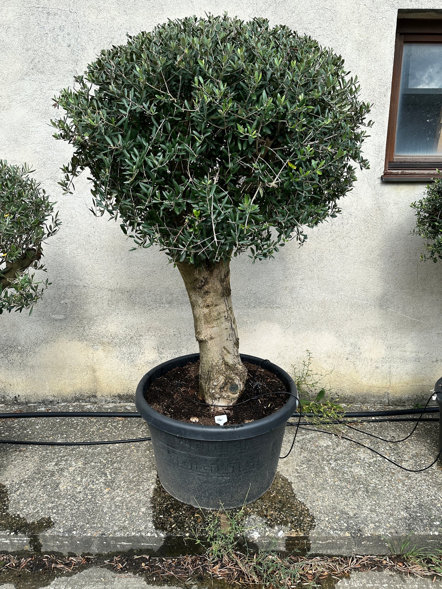 Olivenbaum (Nr. 72506)