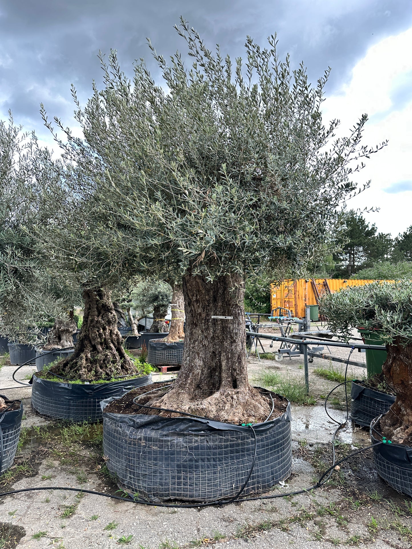 Olivenbaum (Nr. 42506)