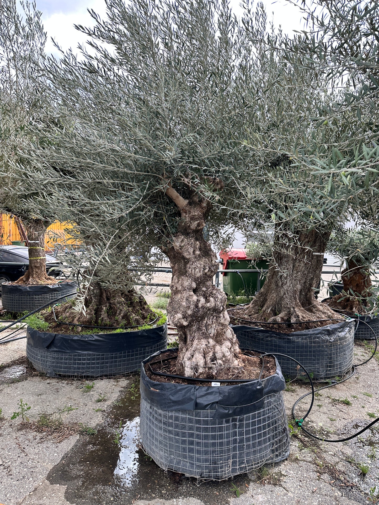 Olivenbaum (Nr. 42503)