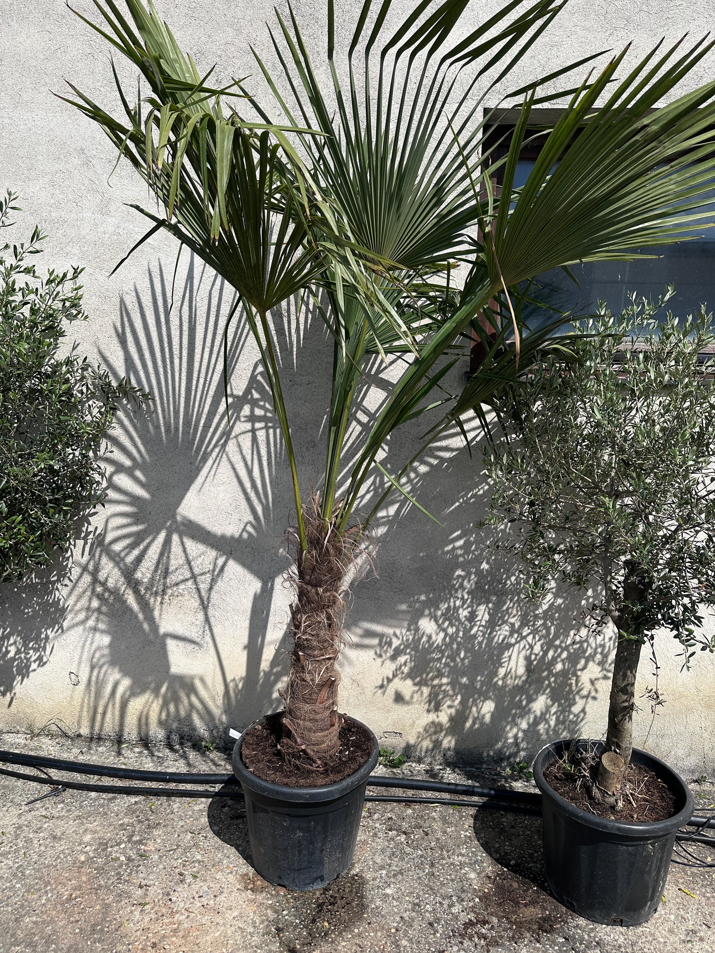 Palme