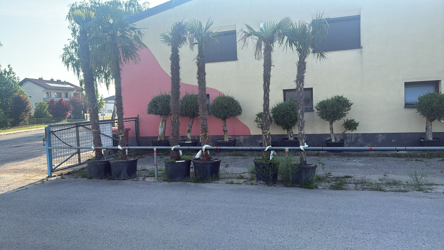 Palme