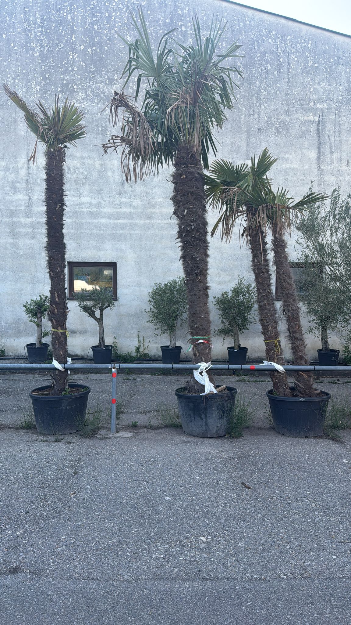 Palme