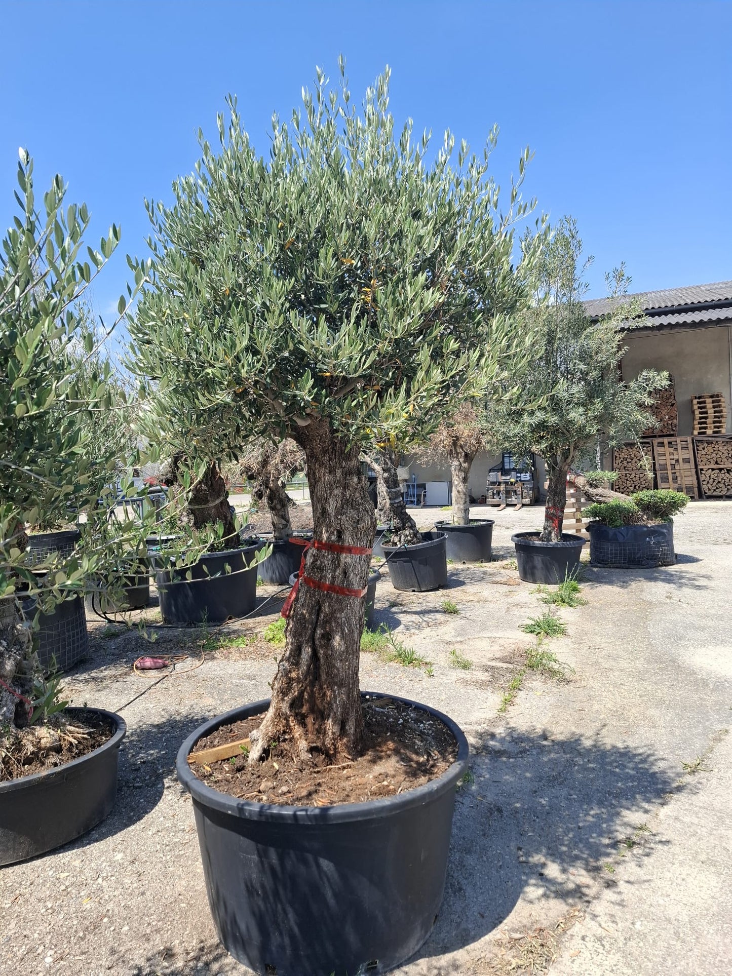 Olivenbaum