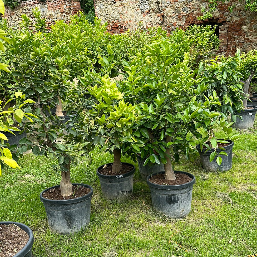 Limettenbaum - Stammumfang 20/30 cm