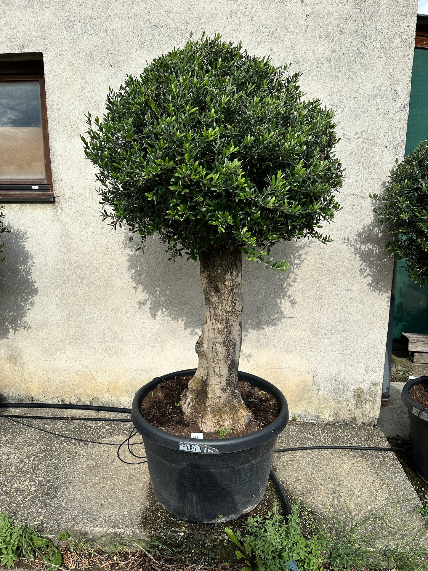 Olivenbaum (Nr. 72504)
