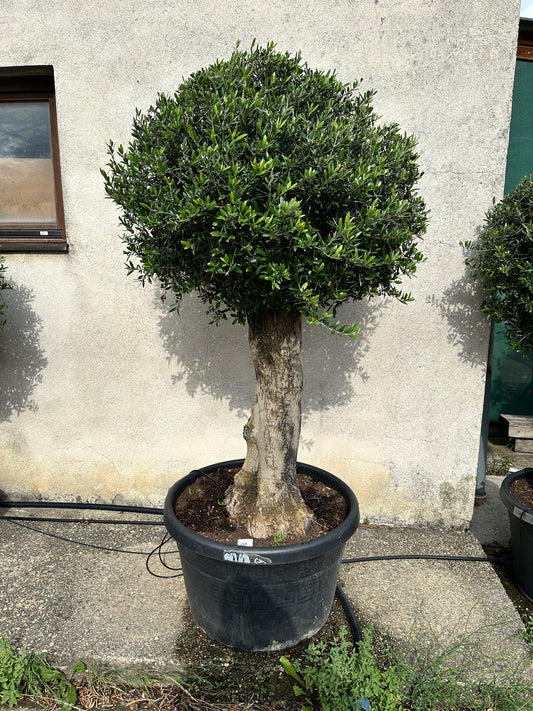 Olivenbaum (Nr. 72504)