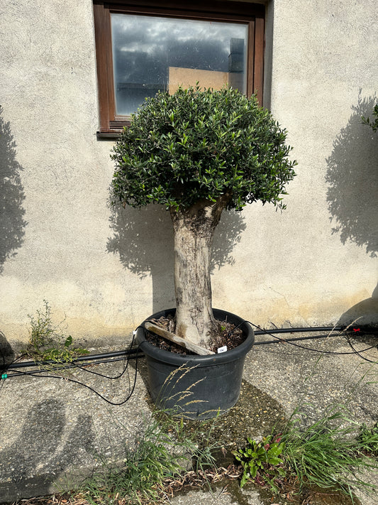 Olivenbaum (Nr. 72505)