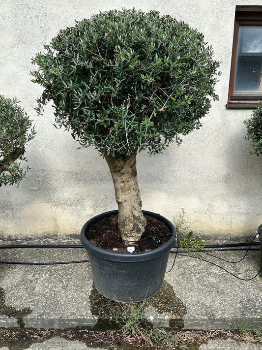 Olivenbaum (Nr. 72506)