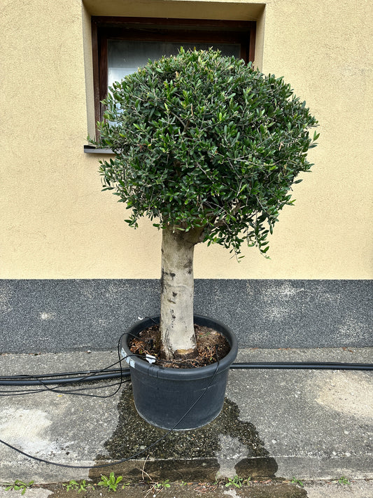 Olivenbaum (Nr. 72519)