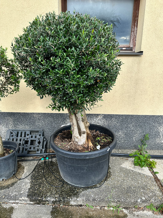 Olivenbaum (Nr. 72518)