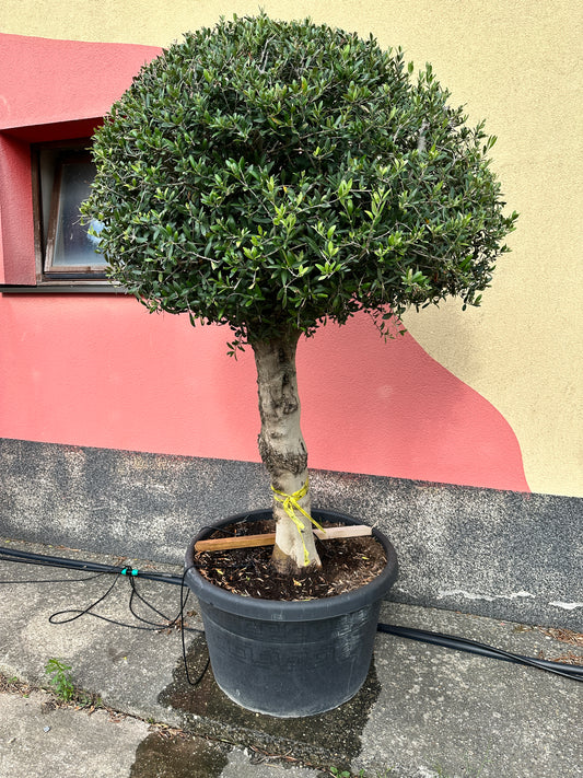 Olivenbaum (Nr. 72520)