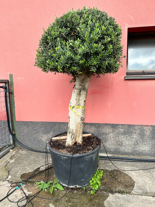 Olivenbaum (Nr. 72521)