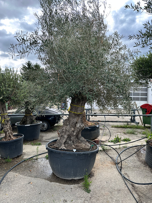Olivenbaum