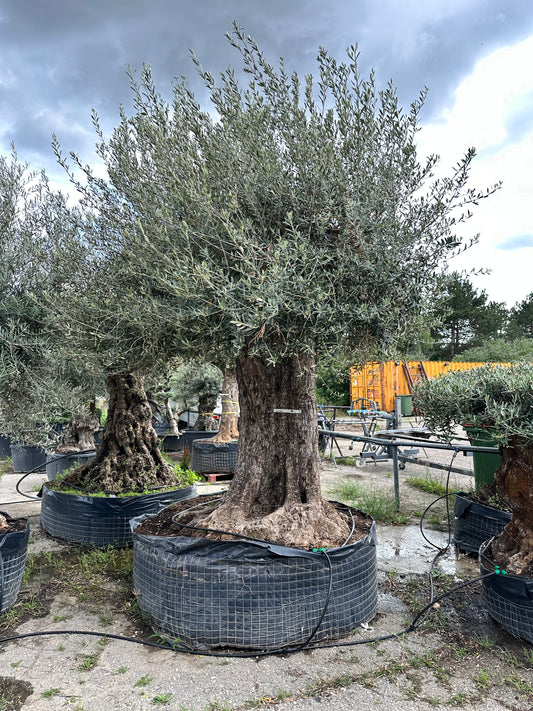 Olivenbaum (Nr. 42506)