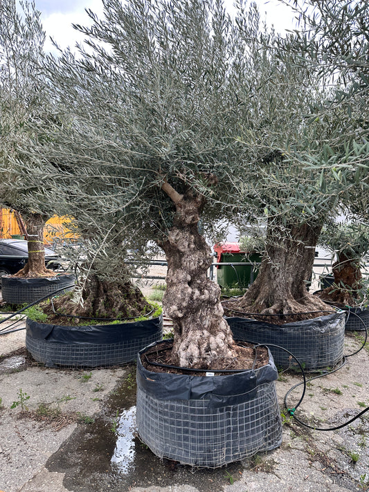 Olivenbaum (Nr. 42503)