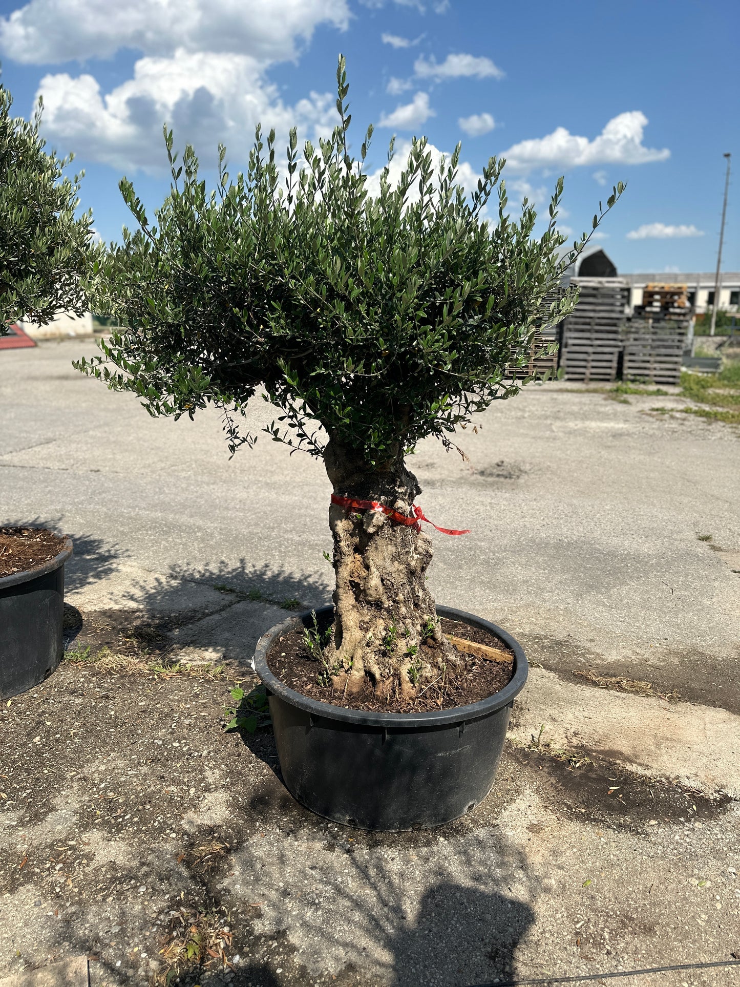 Olivenbaum
