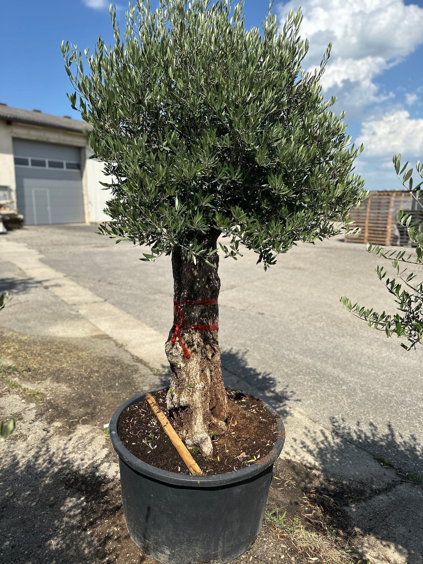 Olivenbaum