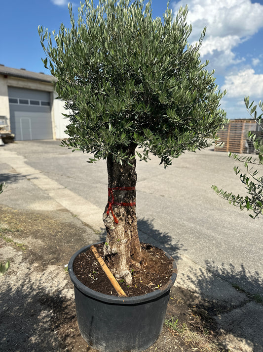 Olivenbaum