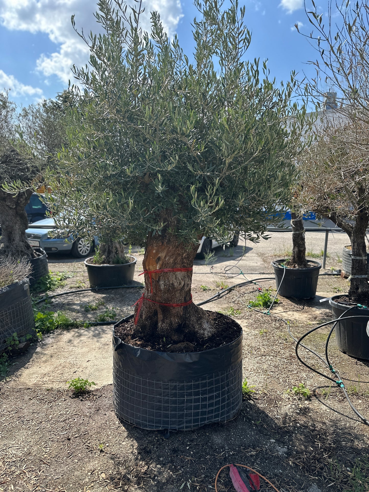 Olivenbaum