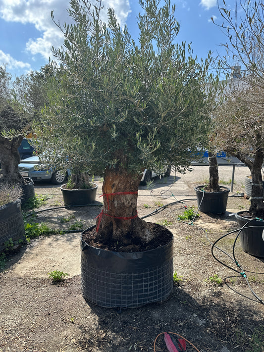 Olivenbaum