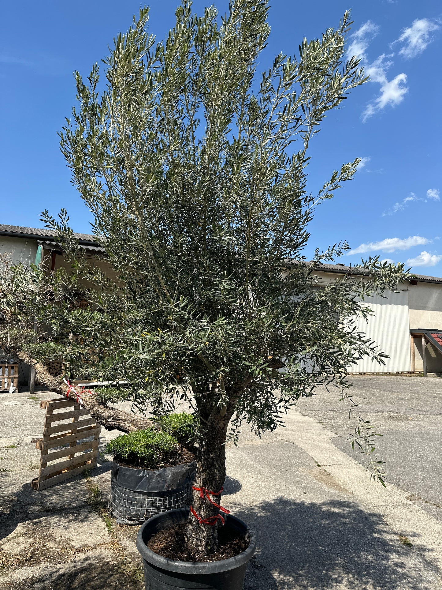 Olivenbaum