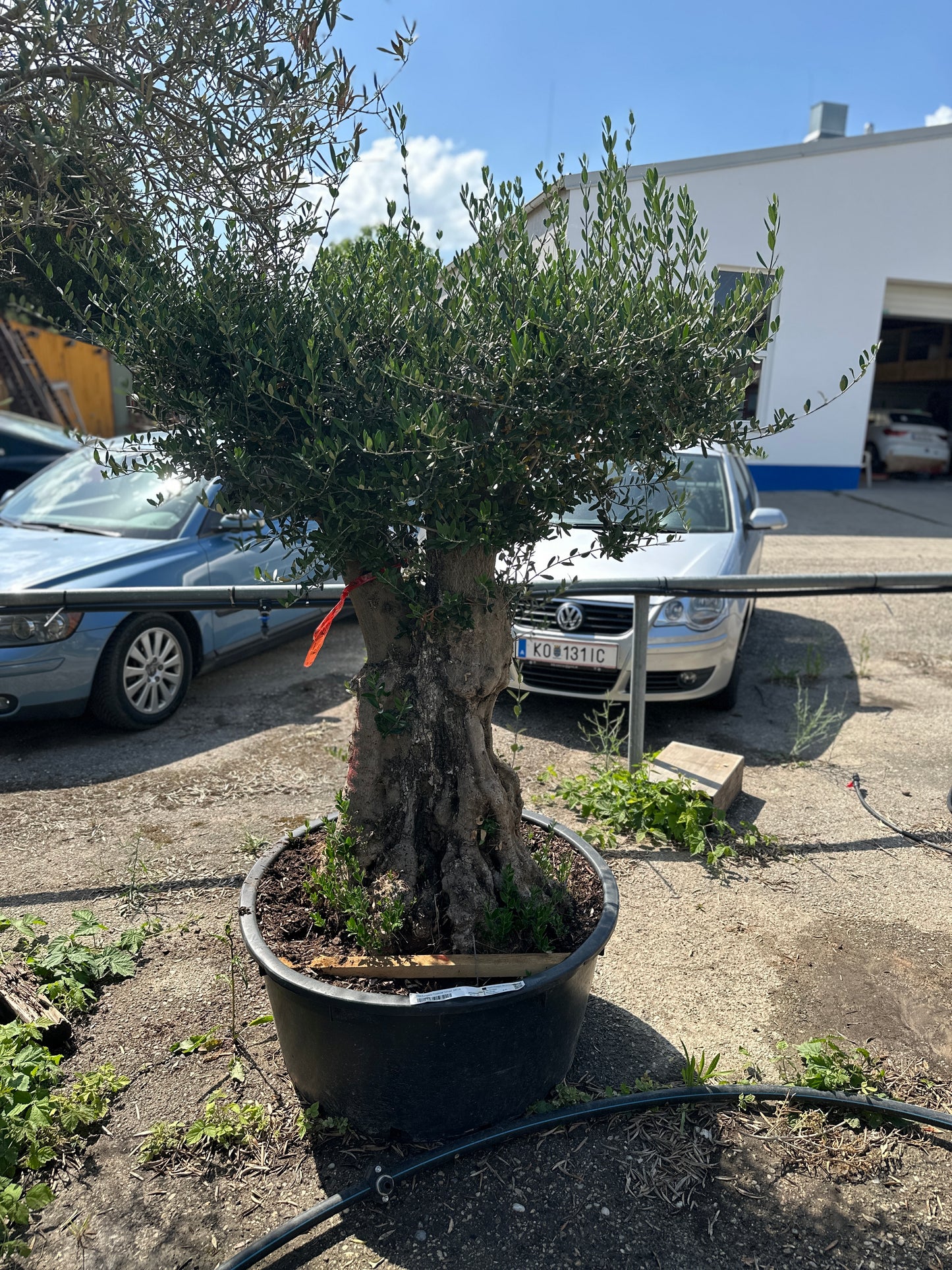Olivenbaum