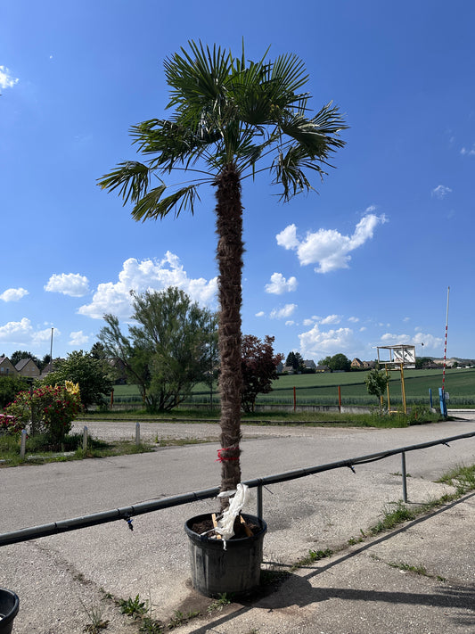 Palme