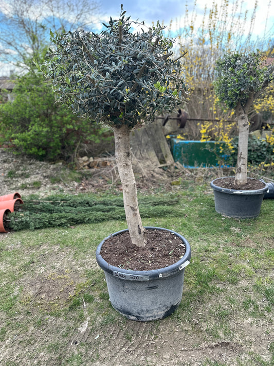 Olivenbaum (Nr. 32425)
