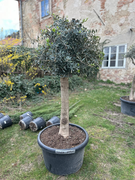 Olivenbaum (Nr. 32427)