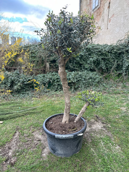 Olivenbaum (Nr. 32429)