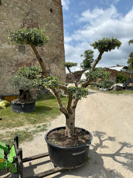 Olivenbaum (Nr. 62407)