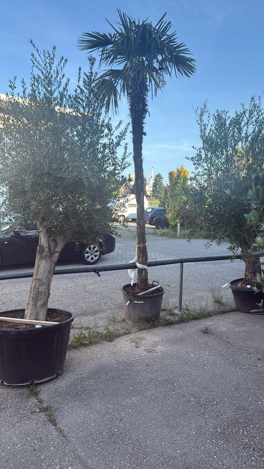 Palme