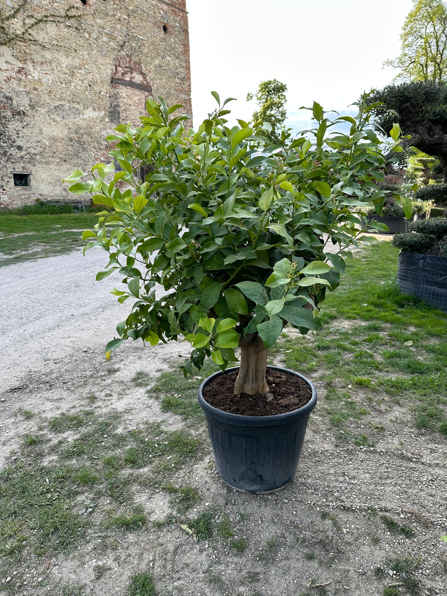 Zitronenbaum - Stammumfang zwischen 40/50 und 50/60 cm