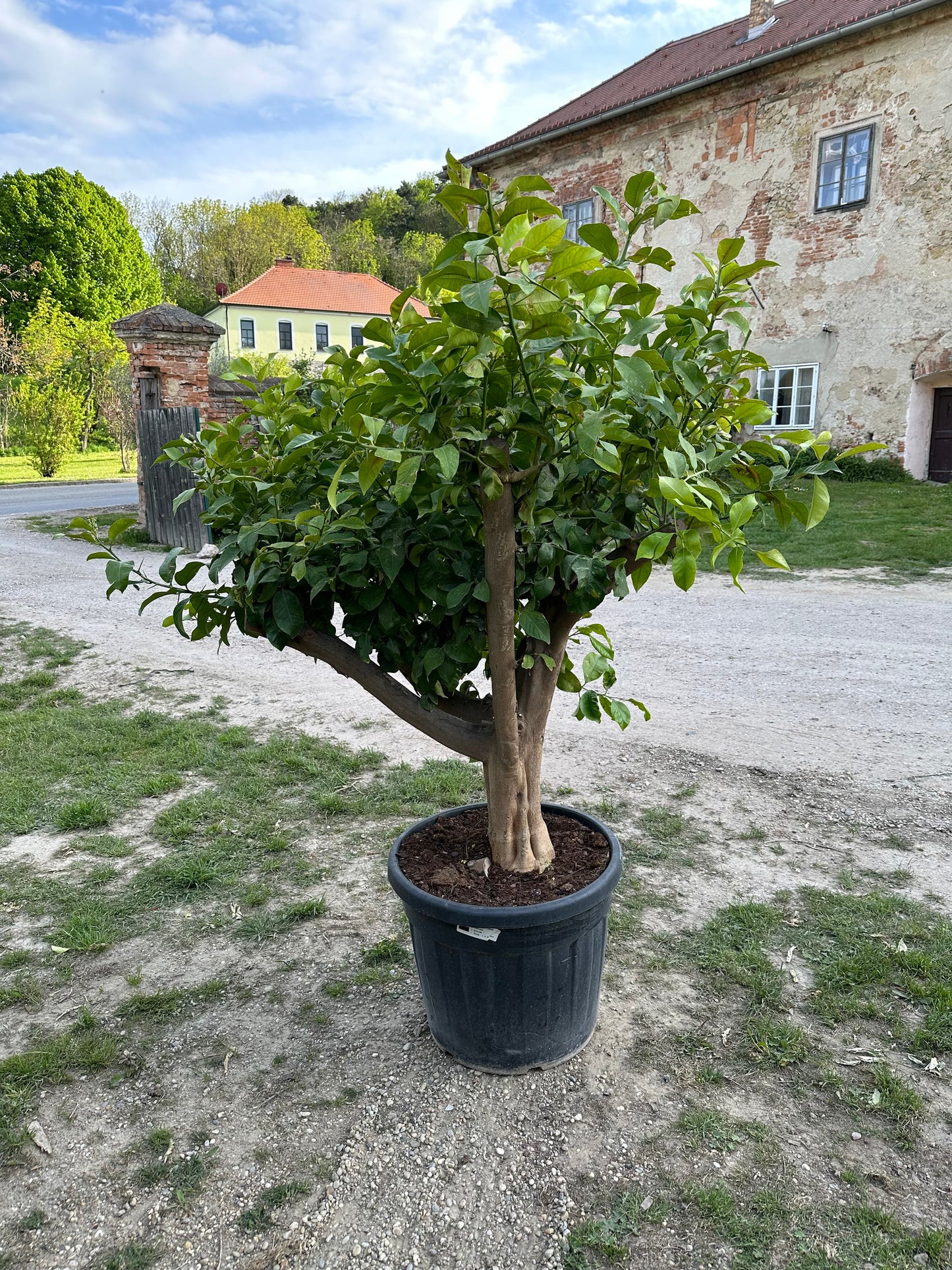 Zitronenbaum - Stammumfang zwischen 40/50 und 50/60 cm