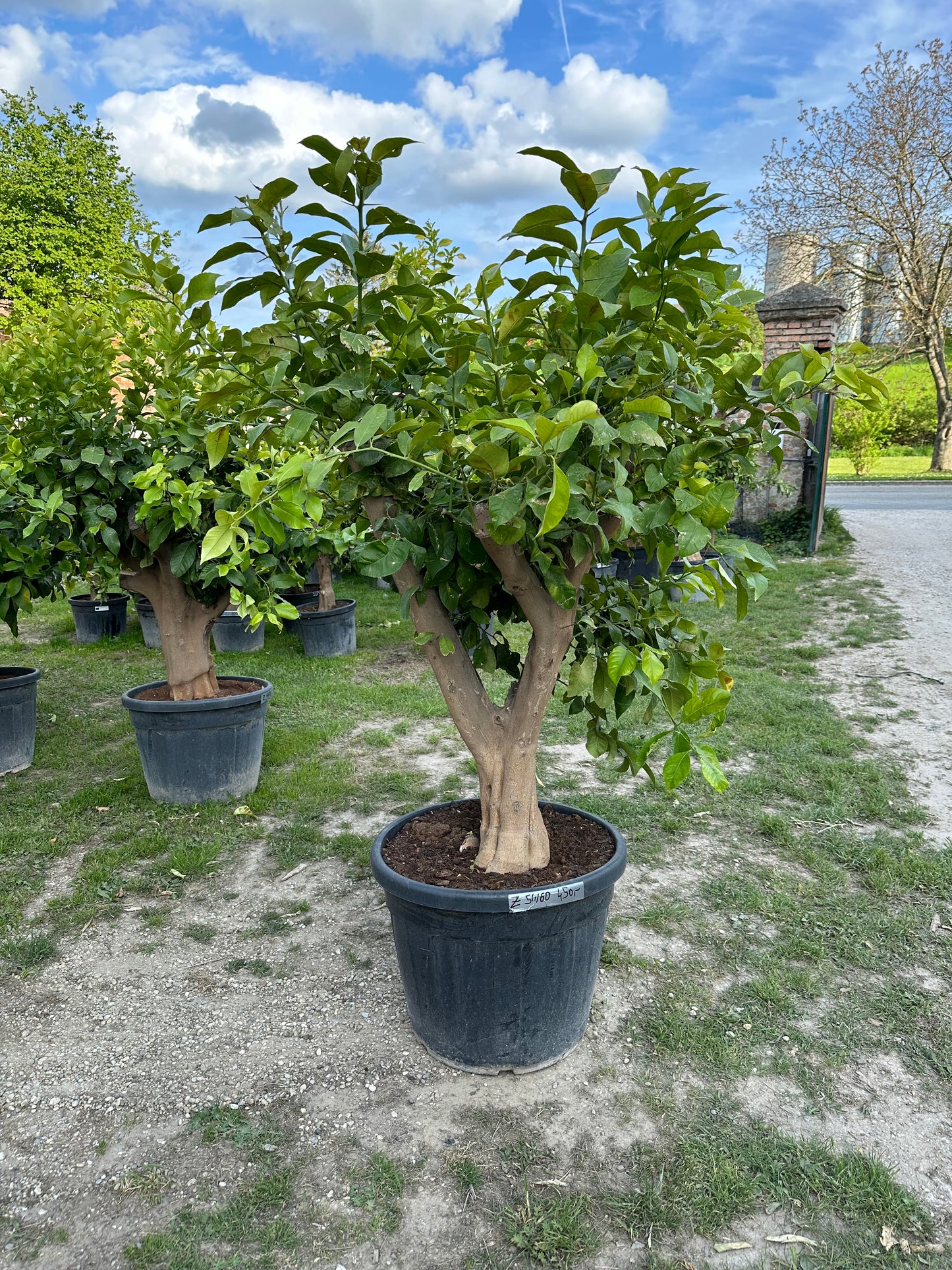 Zitronenbaum - Stammumfang zwischen 40/50 und 50/60 cm