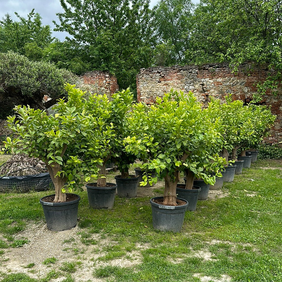 Zitronenbaum - Stammumfang zwischen 40/50 und 50/60 cm