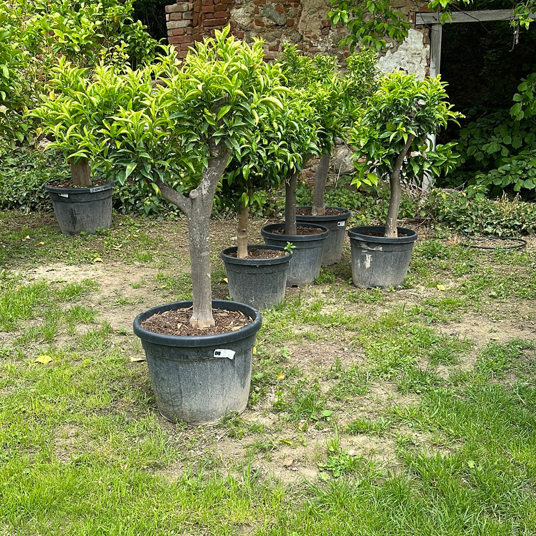 Mandarinenbaum -  Stammumfang 20/30 cm