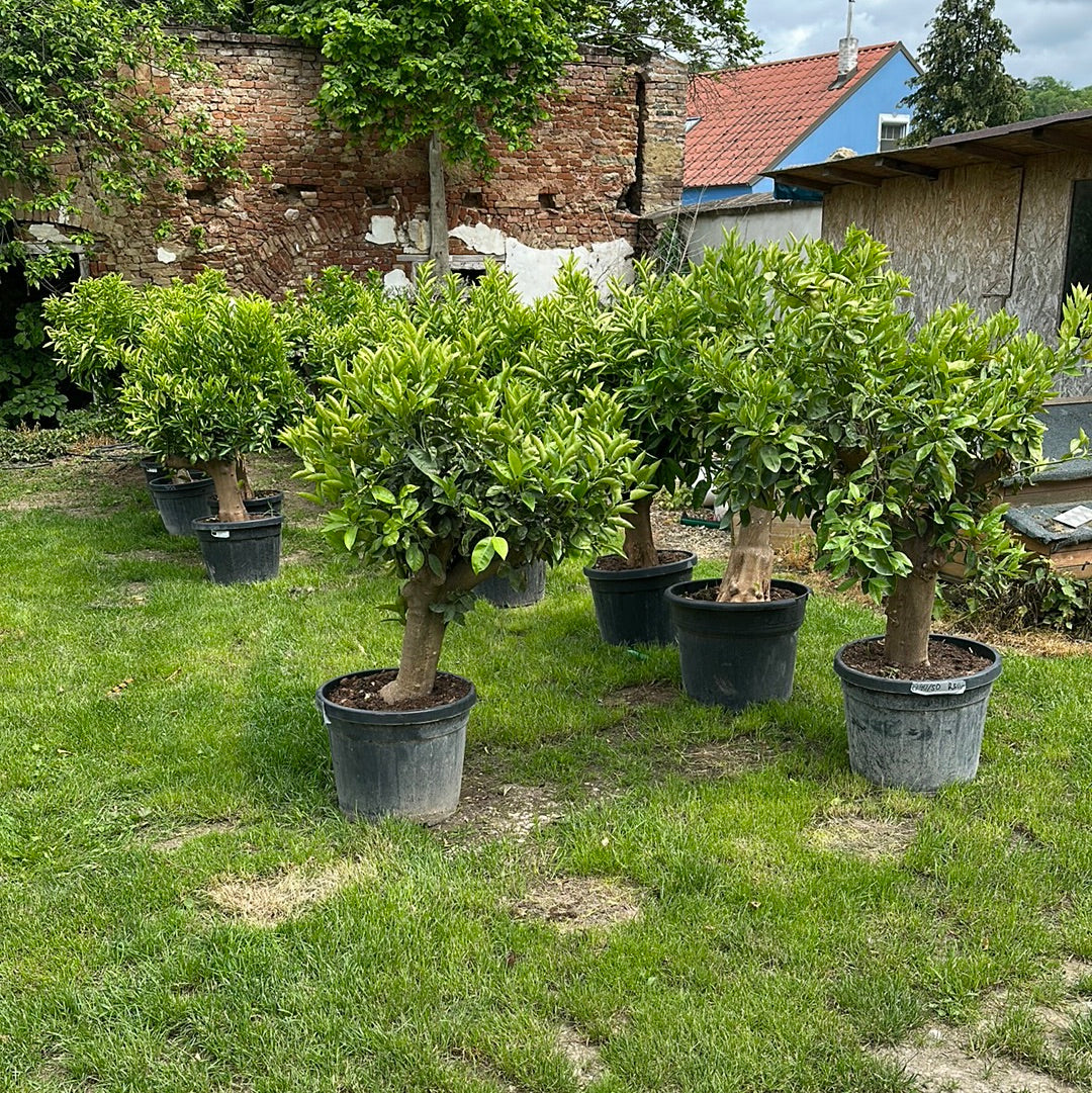 Orangenbaum -  Stammumfang zwischen 30/40 und 40/50 cm
