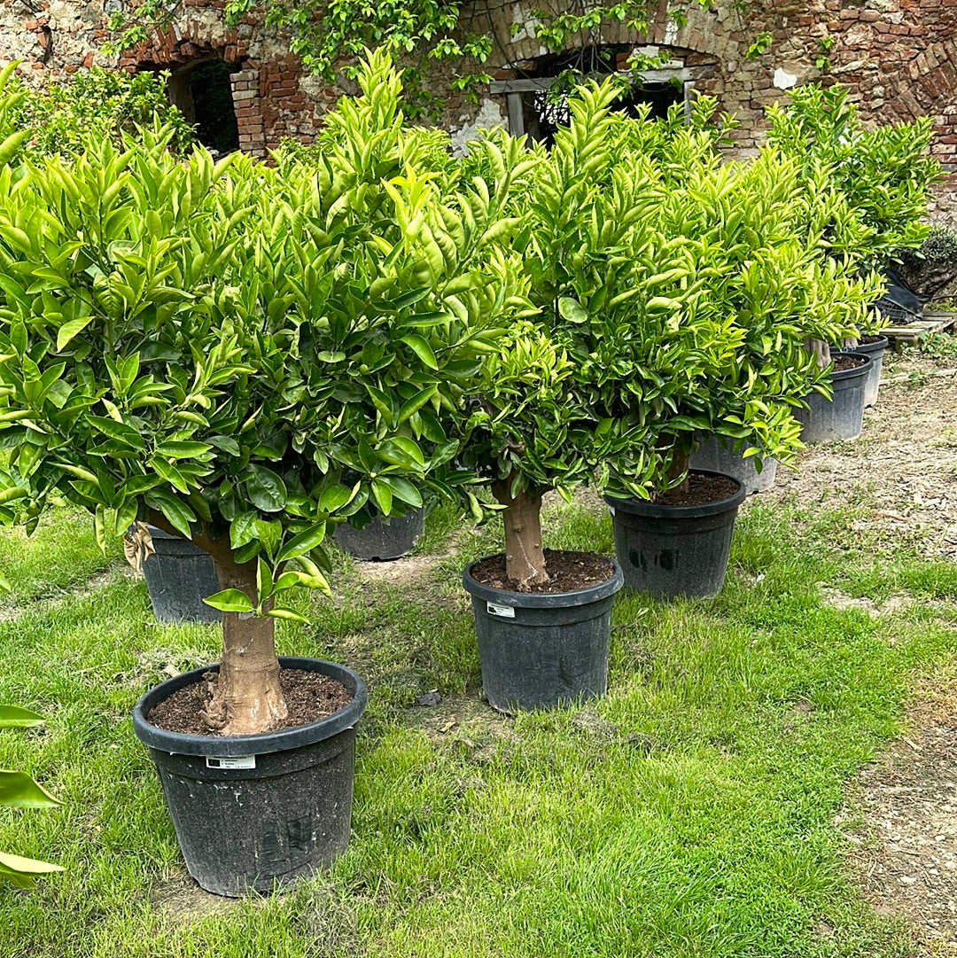 Orangenbaum -  Stammumfang zwischen 30/40 und 40/50 cm
