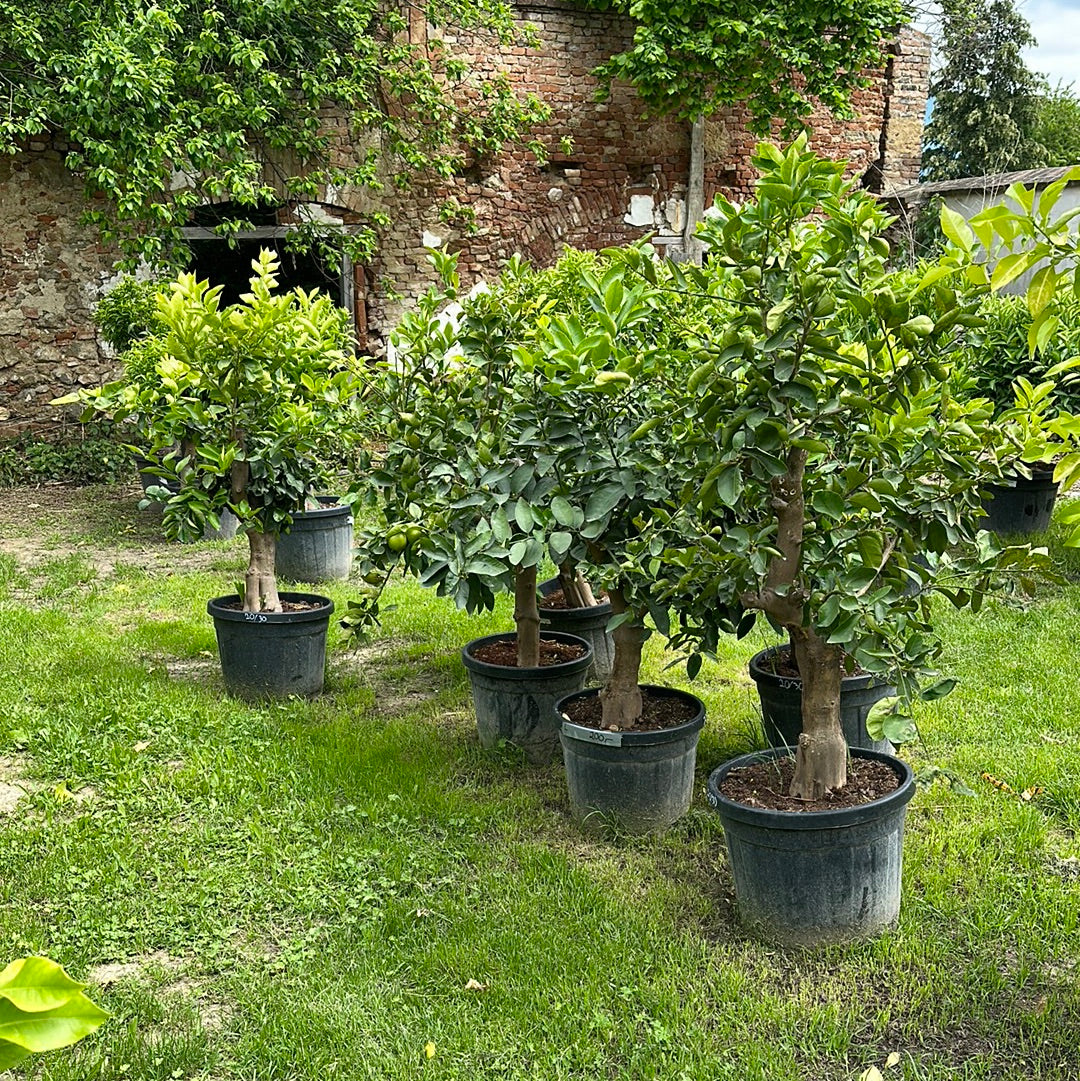 Limettenbaum - Stammumfang  20/30 cm